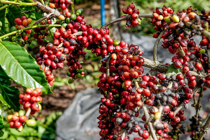 Início da colheita do café em Rondônia será celebrado neste sábado, 2, no município de Novo Horizonte do Oeste - News Rondônia