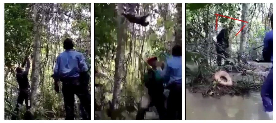 Denúncia: homem é filmado matando onça-pintada a tiros - News Rondônia