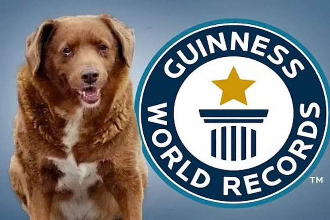 Bobi bate recorde do cão mais velho de todos os tempos, Tem 30 anos! - News Rondônia