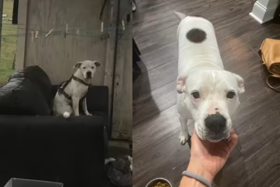 Mulher encontra cão amarrado no sofá, abandonado na chuva e o salva - News Rondônia