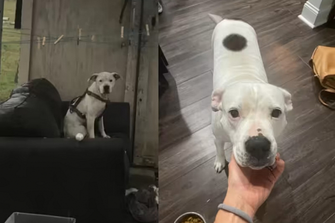 Mulher encontra cão amarrado no sofá, abandonado na chuva e o salva - News Rondônia