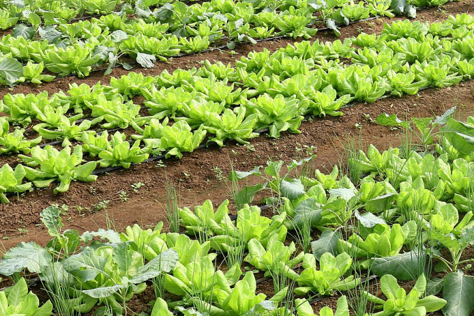 Brasil terá programa nacional para produção de alimentos saudáveis - News Rondônia