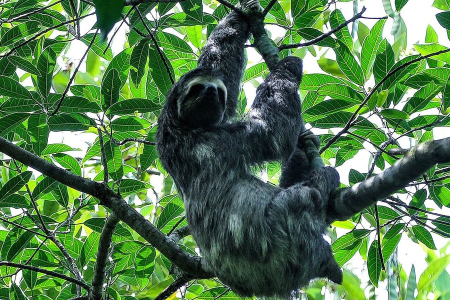 Mata Atlântica tem maior número de espécies ameaçadas, diz pesquisa - News Rondônia