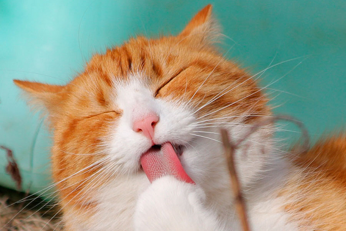 PETNEWS: Bolas de pelo podem ser perigosas para os gatos - News Rondônia