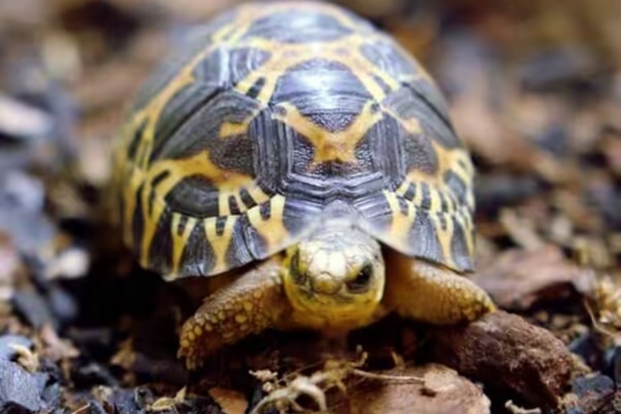 ONG oferece US$ 1 milhão para salvar espécies da extinção. Brasil presente! - News Rondônia