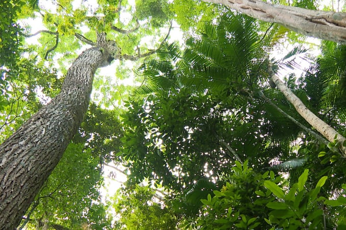 Mata Atlântica perdeu 48,6 mil hectares em dez meses, aponta relatório - News Rondônia