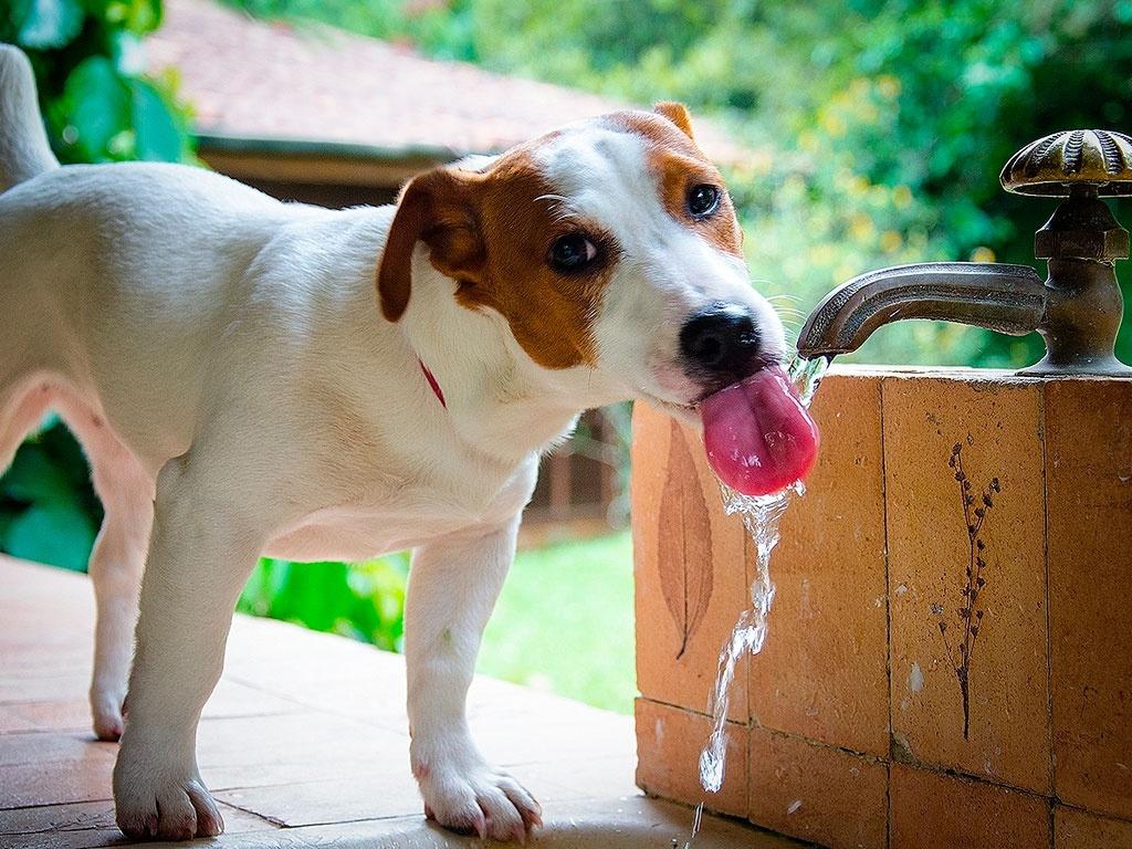Tutor deve ficar atento para evitar doenças renais crônicas nos pets - News Rondônia
