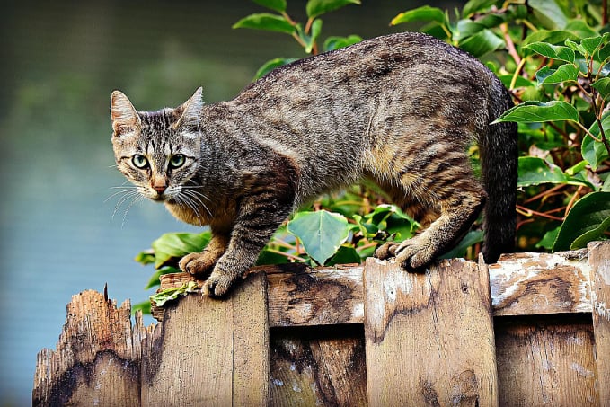 Vermifugação é uma boa alternativa para evitar a verminose em gatos - News Rondônia