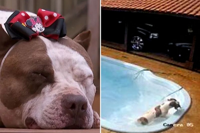 Pitbull resgata chihuahua que se afogava na piscina e viraliza - News Rondônia