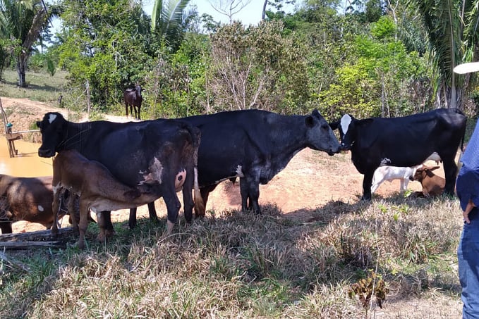 Produção agropecuária cresce em Porto Velho, sem descuidar do meio ambiente - News Rondônia