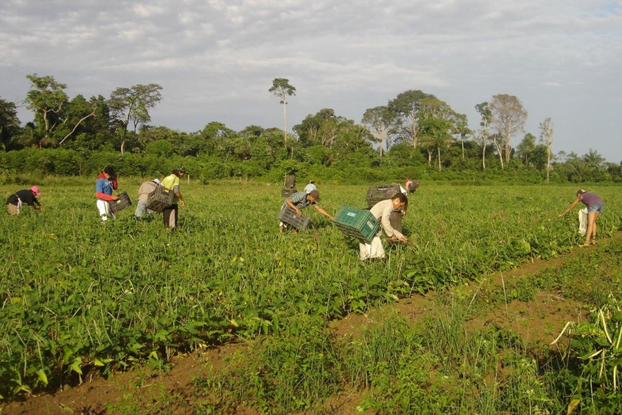 FAO: trabalhadoras do campo recebem 20% a menos que os homens - News Rondônia