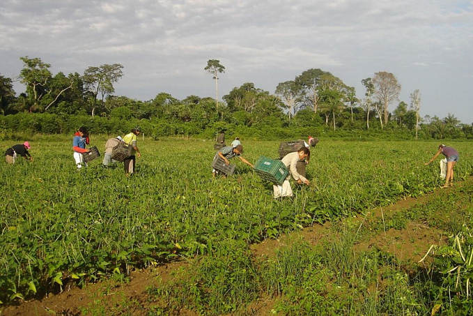FAO: trabalhadoras do campo recebem 20% a menos que os homens - News Rondônia
