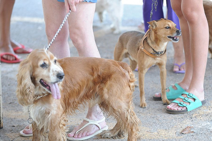 Governo proíbe uso de animais em pesquisas de cosméticos e perfumes - News Rondônia