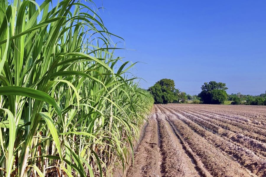 Companhia Nacional de Abastecimento divulga primeiro levantamento de Safra de Cana-de-Açúcar 2023/24 - News Rondônia