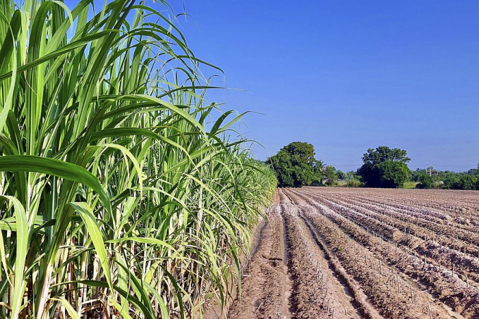 Companhia Nacional de Abastecimento divulga primeiro levantamento de Safra de Cana-de-Açúcar 2023/24 - News Rondônia