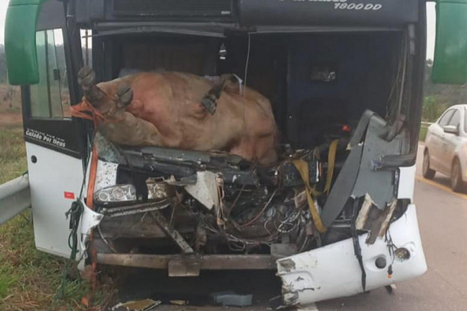 Motorista de ônibus fica preso às ferragens após atropelar boi na BR-364 em Porto Velho - News Rondônia