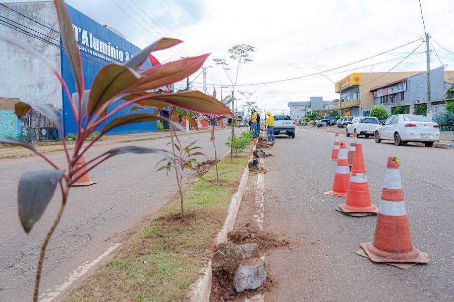 Programa Arboriza Porto Velho chega à av. José Vieira Caúla - News Rondônia