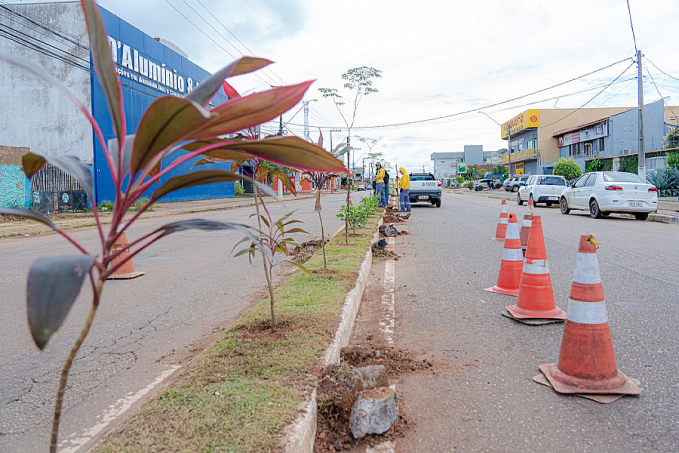 Programa Arboriza Porto Velho chega à av. José Vieira Caúla - News Rondônia