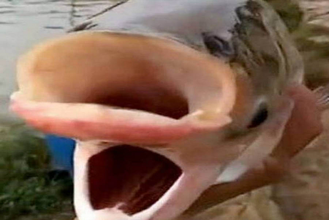 Carpa de duas cabeças e quatro olhos é achada em lago e apelidada de 'peixe de Chernobyl' - News Rondônia