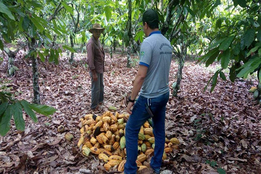Investimentos do governo na Idaron reforça serviço de defesa sanitária das culturas produzidas em Rondônia - News Rondônia