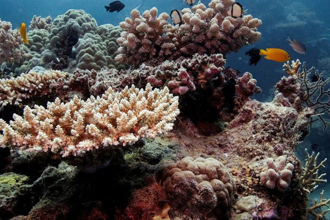 Cientistas congelam pedaços da Grande Barreira de Corais na Austrália - News Rondônia