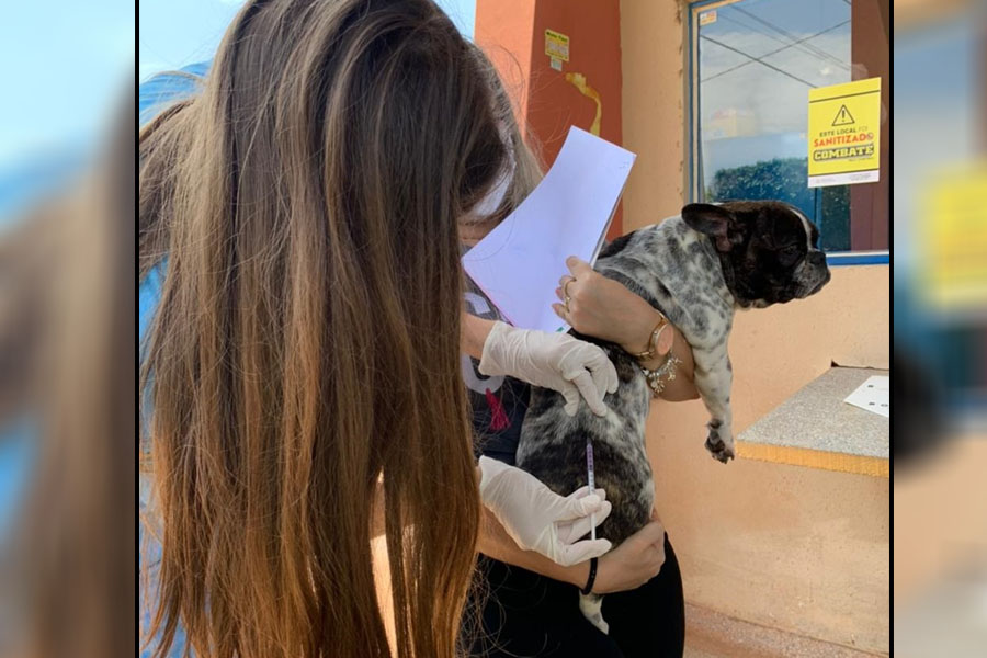 Os cuidados com a transmissão da raiva animal - News Rondônia