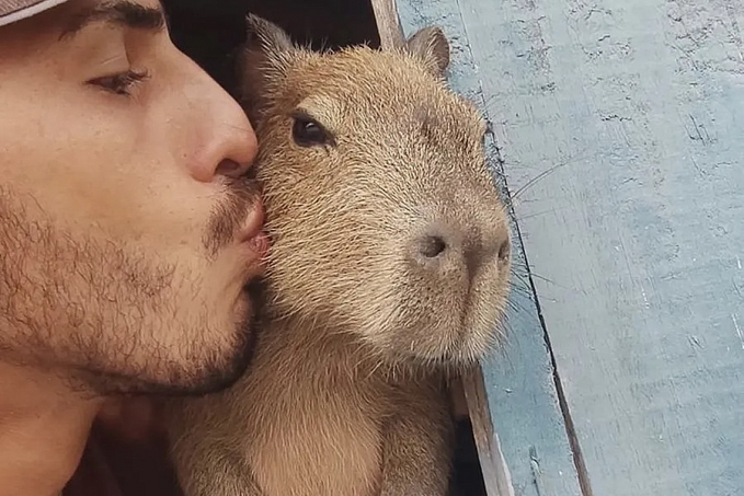 Influencer entrega capivara 'Filó' ao Ibama, em Manaus - News Rondônia