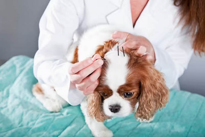 Acupuntura ajuda a tratar traumas e doenças também em pets - News Rondônia