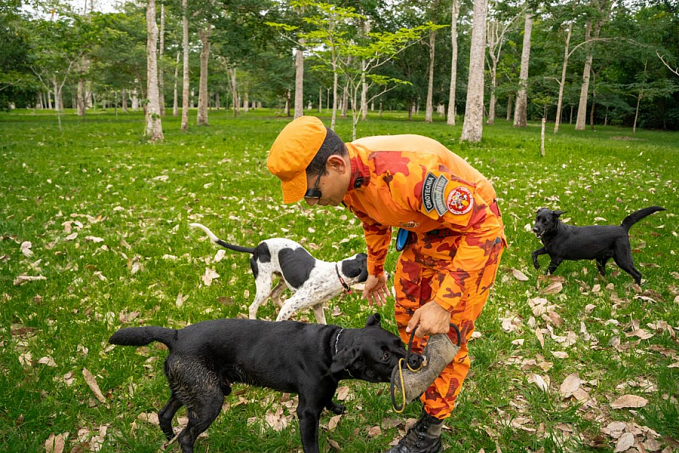 Corpo de Bombeiro Militar de Rondônia promove treinamento intensivo com cão farejador na busca e salvamentos - News Rondônia