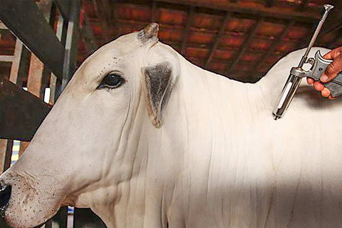 Febre aftosa: 1ª etapa da campanha de vacinação começou na segunda - News Rondônia