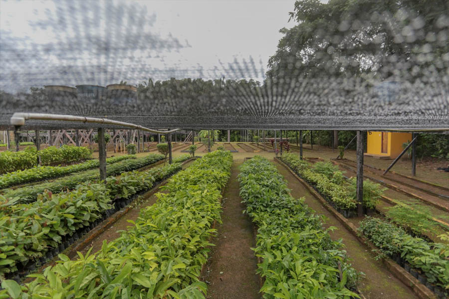 Viveiro municipal doa cerca de 19 mil mudas de plantas em 2022 - News Rondônia