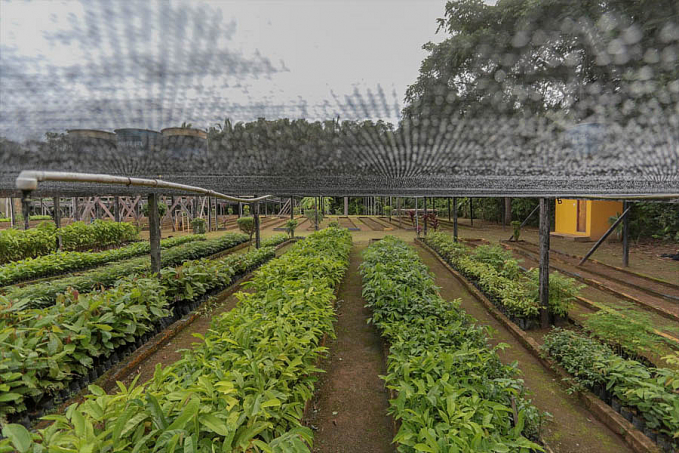 Viveiro municipal doa cerca de 19 mil mudas de plantas em 2022 - News Rondônia
