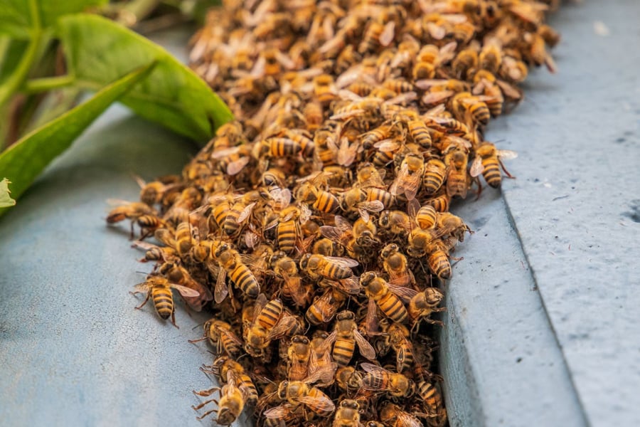 Apicultura é fonte de renda ao pequeno produtor e promove sustentabilidade ambiental - News Rondônia