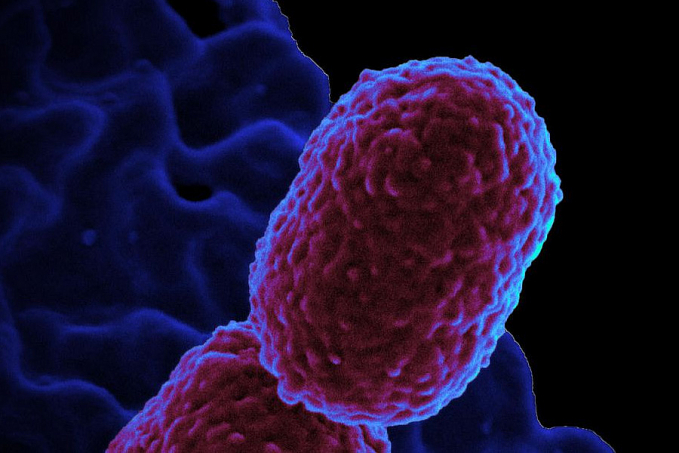 Europa tem mais de 35 mil mortes anuais por resistência antimicrobiana - News Rondônia