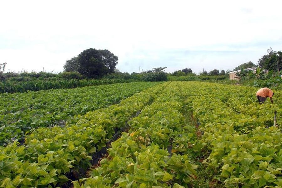 CMN eleva limites de financiamento para a agricultura familiar - News Rondônia