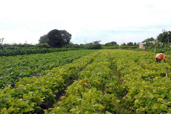 CMN eleva limites de financiamento para a agricultura familiar - News Rondônia