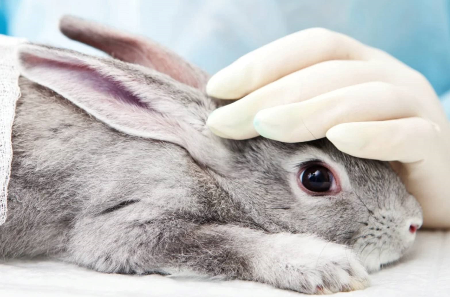 Brasil proíbe parcialmente testes em animais para cosméticos - News Rondônia