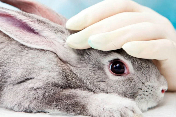 Brasil proíbe parcialmente testes em animais para cosméticos - News Rondônia