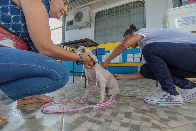 Mais de 48 mil cães e gatos foram imunizados na capital em 2022 - News Rondônia