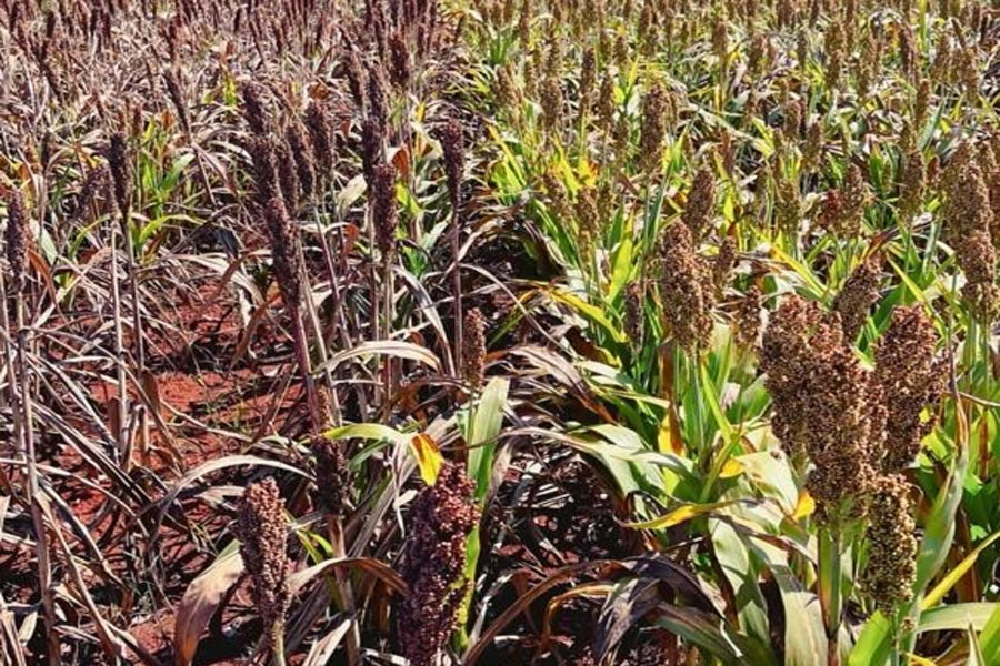 Híbridos tolerantes ao pulgão ajudam a reduzir o prejuízo que pode devastar as plantações de sorgo - News Rondônia