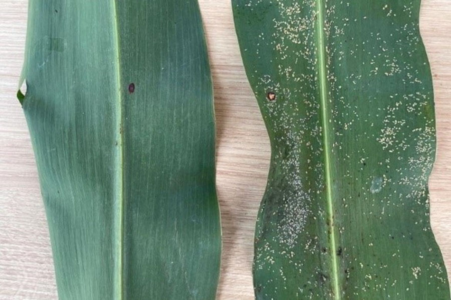 Híbridos tolerantes ao pulgão ajudam a reduzir o prejuízo que pode devastar as plantações de sorgo - News Rondônia