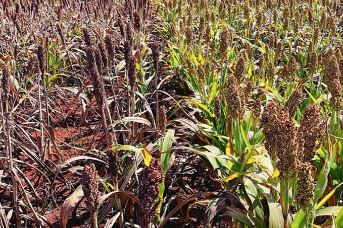 Híbridos tolerantes ao pulgão ajudam a reduzir o prejuízo que pode devastar as plantações de sorgo - News Rondônia