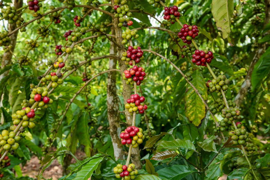 Prorrogado prazo para produtores do agronegócio requererem Licença Ambiental na Sedam /RO - News Rondônia