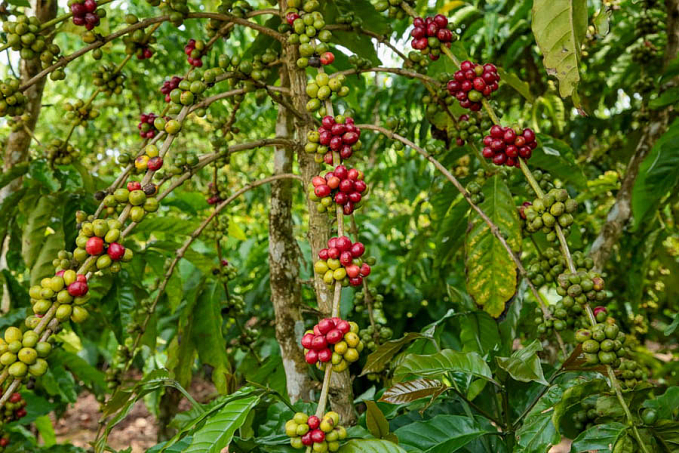 Prorrogado prazo para produtores do agronegócio requererem Licença Ambiental na Sedam /RO - News Rondônia