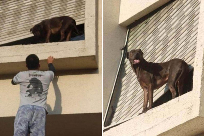 Herói! Entregador escala prédio e salva cão preso do lado de fora de janela - News Rondônia