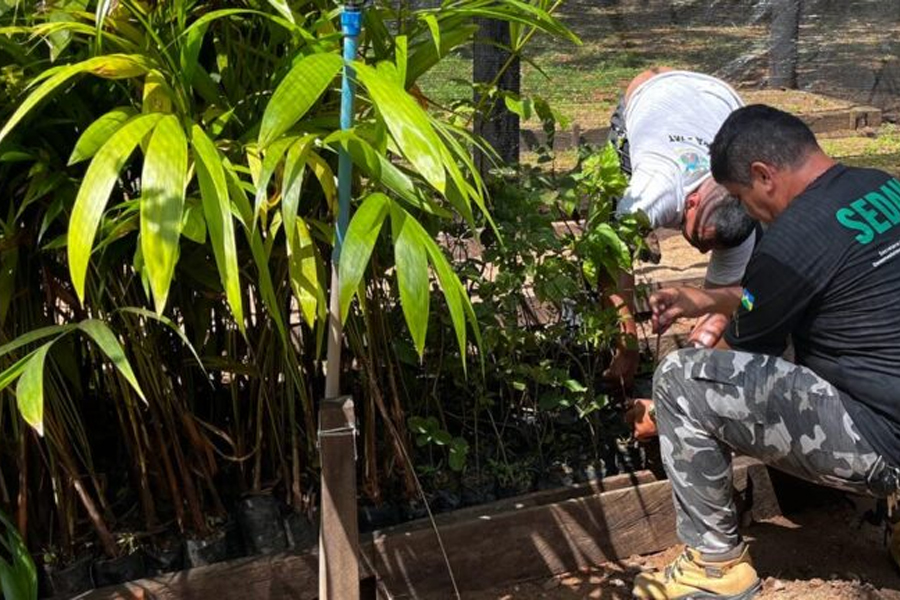 Sedam realiza entrega de mudas a pequenos produtores rurais e comunidades tradicionais do Estado - News Rondônia