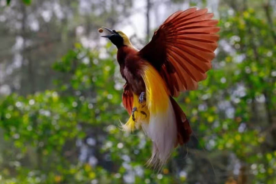 Ave considerada extinta há 140 anos volta a ser avistada na Oceania! VÍDEO - News Rondônia