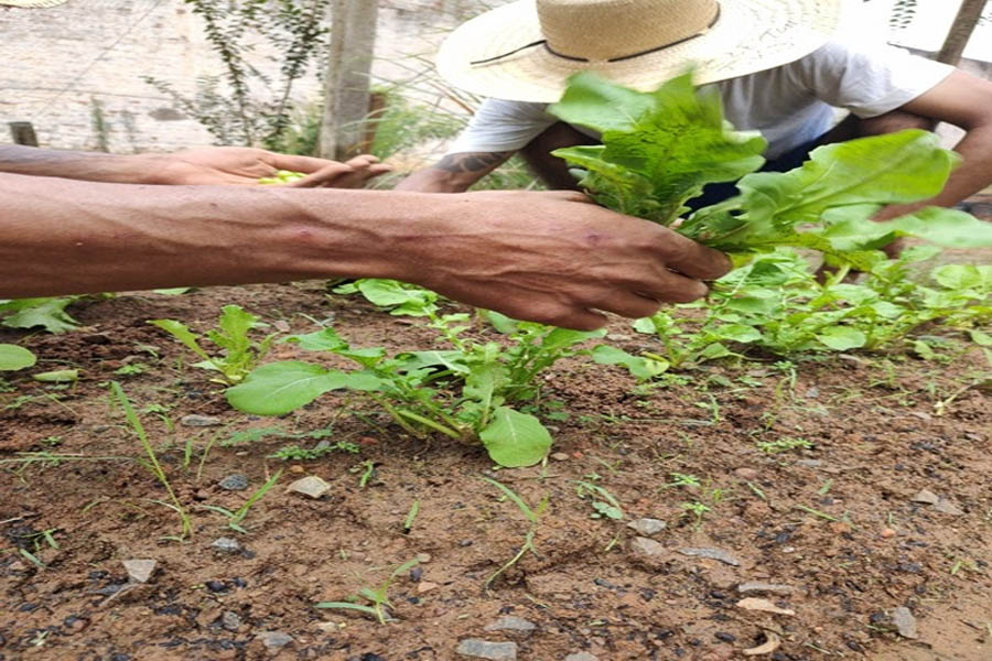Projeto Semear e Ressocializar: Mão de obra reeducanda revitaliza município de Vilhena - News Rondônia