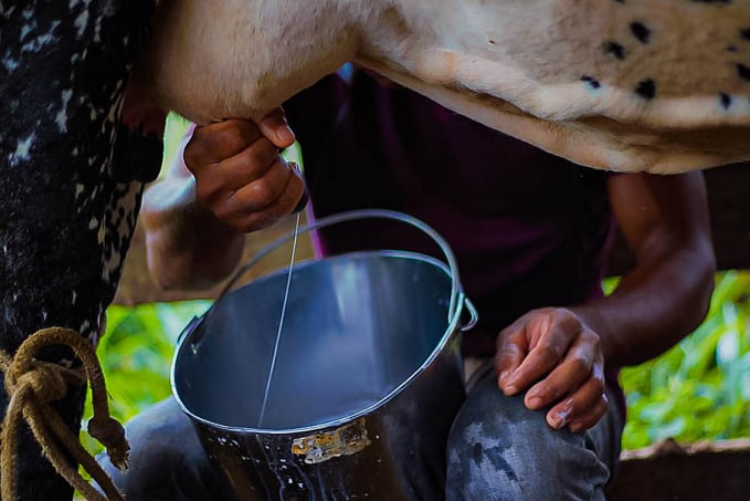 Festa dos Produtores visa fomentar o agronegócio no distrito de Nova Dimensão - News Rondônia