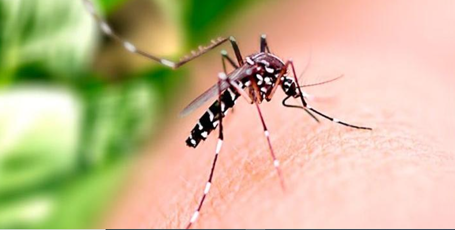 Pandemia x Dengue: doença avança e estudo revela que a população do Norte se descuidou - News Rondônia